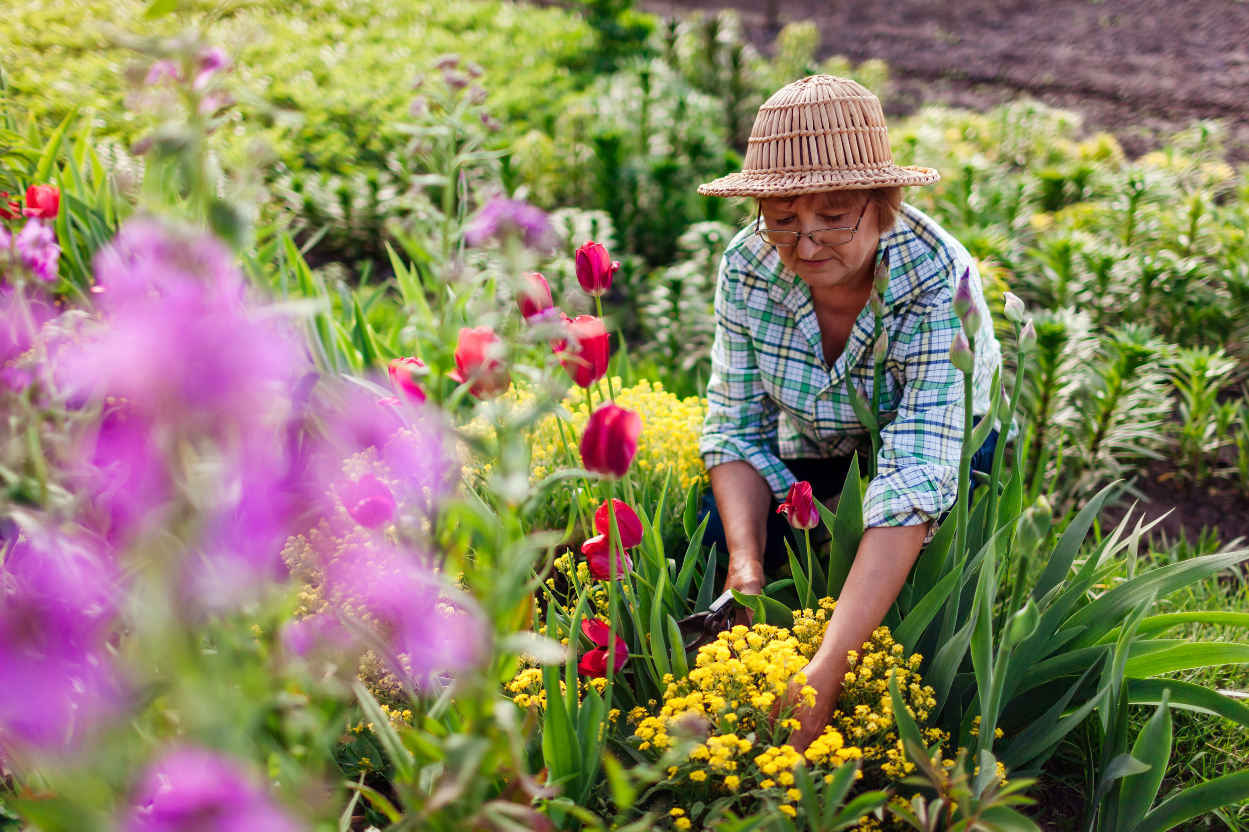 Portrait of senior gardener picking flowers in spring garden. Retired woman cutting stems with pruner. Gardening